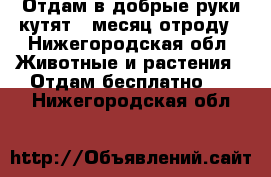 Отдам в добрые руки кутят 1 месяц отроду - Нижегородская обл. Животные и растения » Отдам бесплатно   . Нижегородская обл.